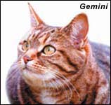 Gemini, a pretty tabby cat.