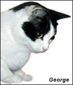 George, a cute black and white cat.