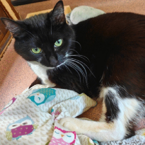 Adopt a cat in Bristol