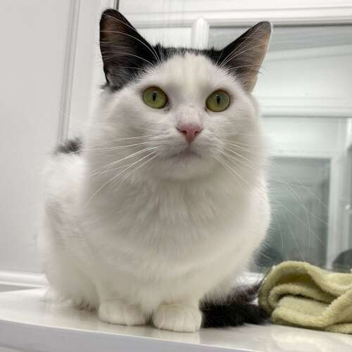 Adopt a cat in County Durham