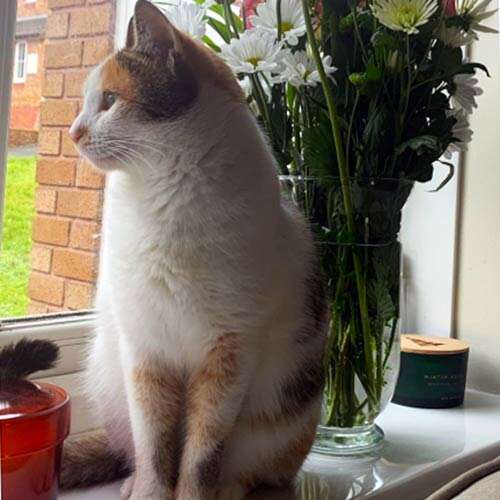 Adopt a cat in Devon