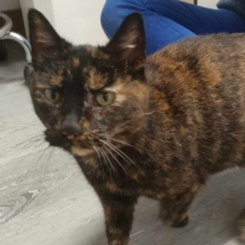 Adopt a cat in Dumfries and Galloway