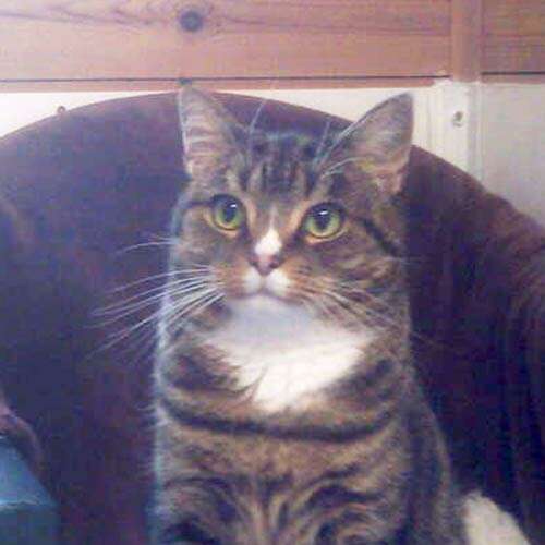 Adopt a cat in Fife