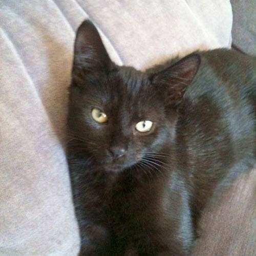 Adopt a cat in Highlands