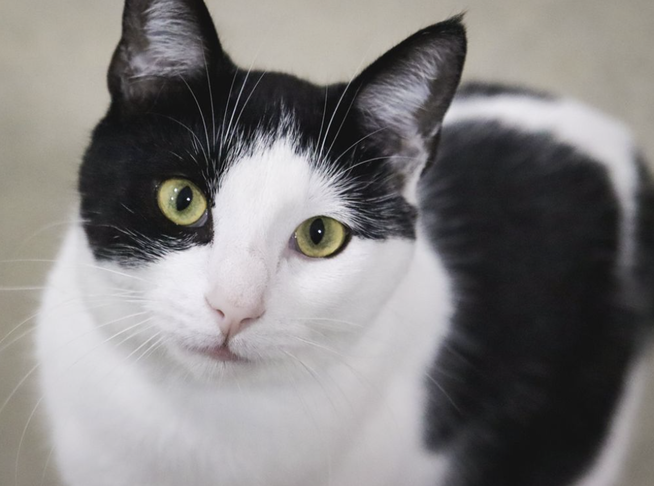 Adopt a cat in Isle of Man