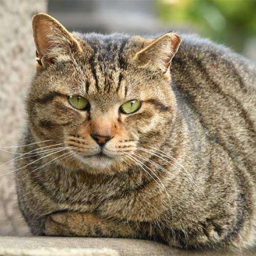 Adopt a cat in Leinster