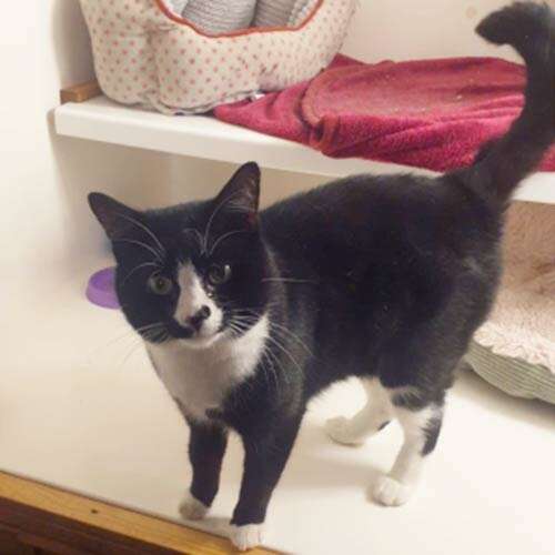 Adopt a cat in Merseyside