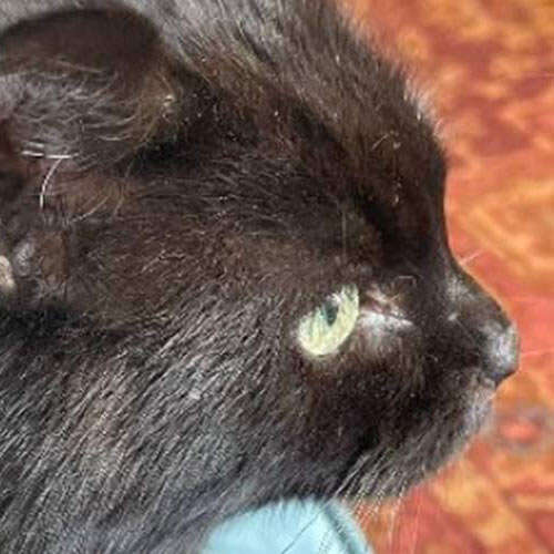 Adopt a cat in North Yorkshire