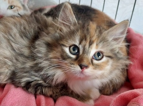 Adopt a cat in Northamptonshire