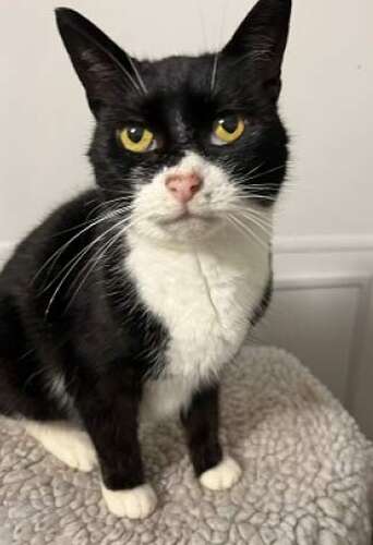 Adopt a cat in South West Wales