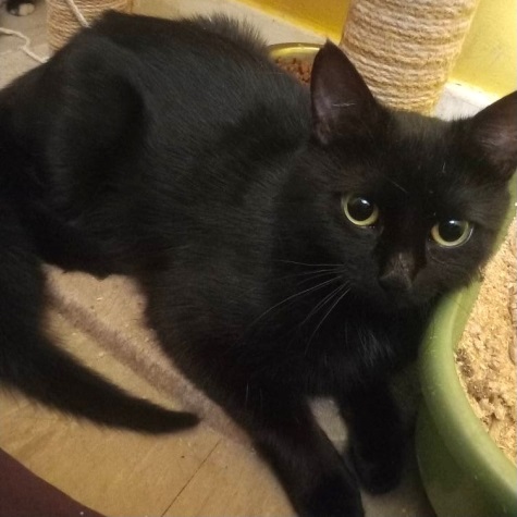 Adopt a cat in Staffordshire