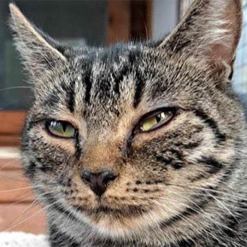 Adopt a cat in Warwickshire