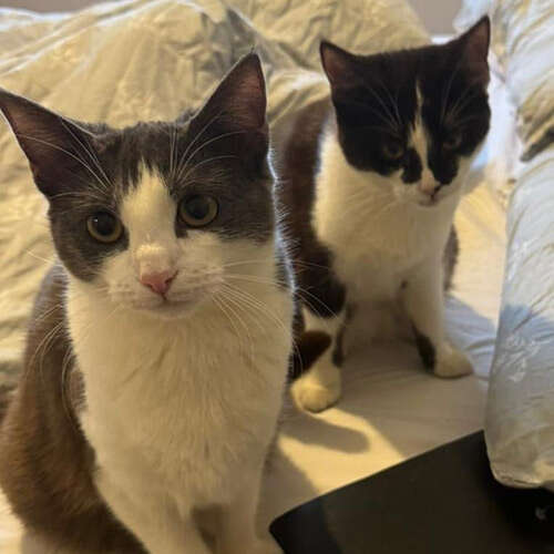 Adopt a cat in West Midlands