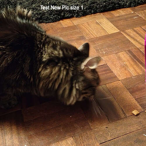 Adopt a cat in West Sussex
