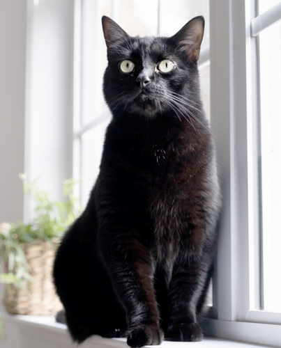 Adopt a cat in Wiltshire