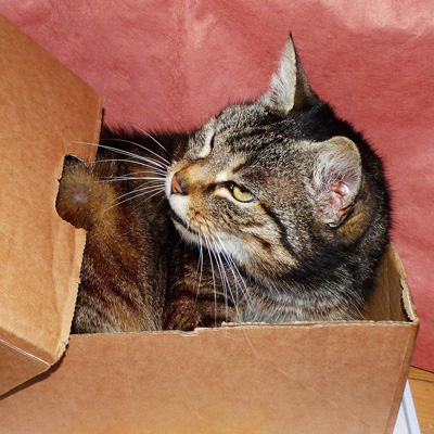 Cat in a cardboard box Tabby cat laying in a cardboard box against a pink background.