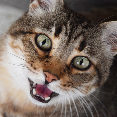 Tabby and white cat, with green eyes, meowing and looking at the camera.