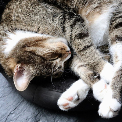 Tabby and white cat curled up, with head touching paws on a round bed.