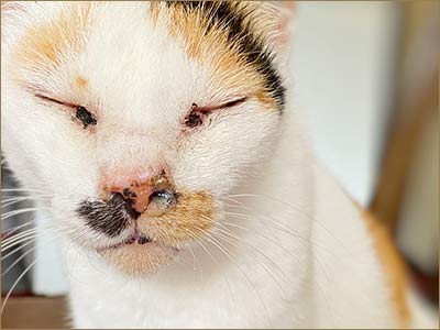 cat with signs of feline calicivirus
