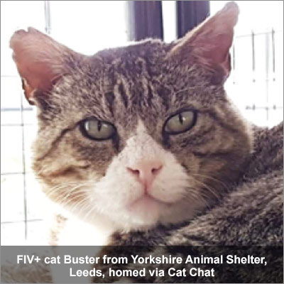Buster, a tabby and white cat, who is F I V positive, homed via Cat Chat.