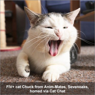 F I V positive, white and tabby cat Chuck, who is yawning, homed via Cat Chat