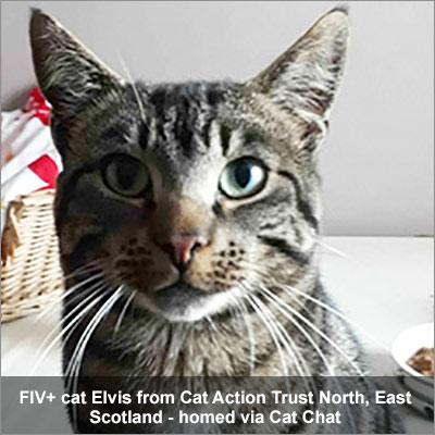 F I V positive tabby cat, named Elvis homed via Cat Chat.