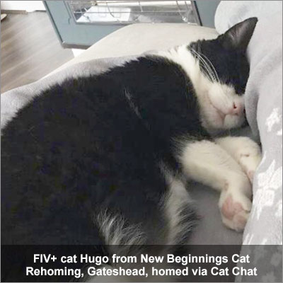 Hugo, a black and white cat, who is F I V positive and was homed via Cat Chat.