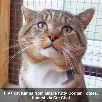Tabby and white cat called Kimba, who is F I V positive, homed via Cat Chat.
