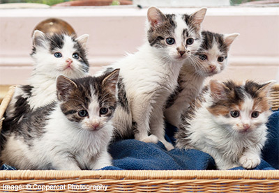 A basket full of kittens, who have white coats with some tabby, some black and some calico markings.