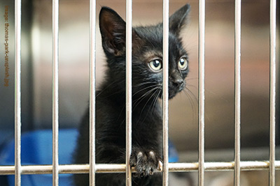 Black kitten in a rescue pen, with a paw through the bars.