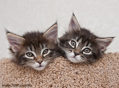 Two kittens, heads looking over a stair covered by a cream carpet.