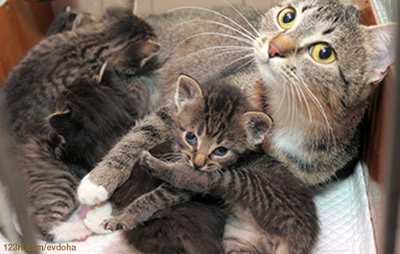 Kittens laying on and feeding from mother cat.