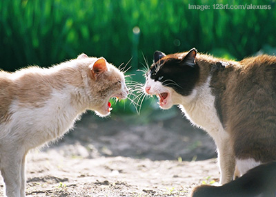 Two cats facing each other showing threatening behaviour and hissing.