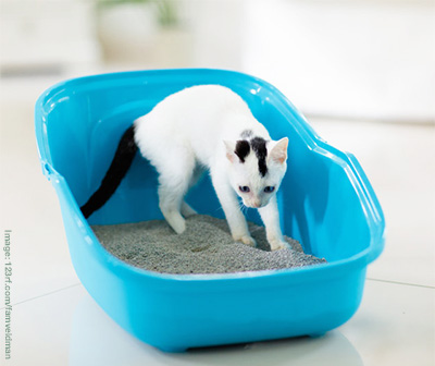 Black and white young cat in a blue litter tray.