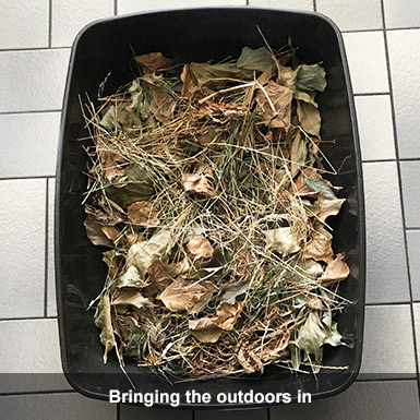 Black litter tray filled with dried garden material.