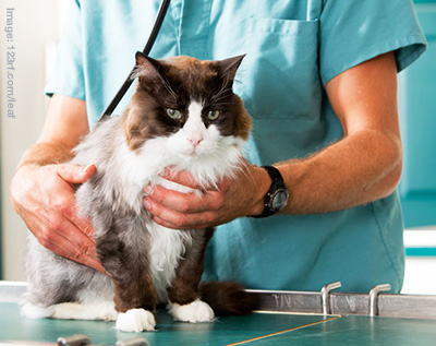 Vet examining a black and white cat with a stethescope.