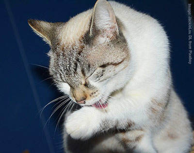 Cream coloured cat licking and washing his front paw.