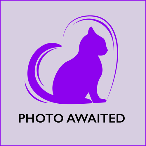 waiting on image for cat