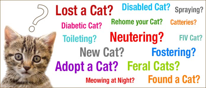 feline advice and information banner