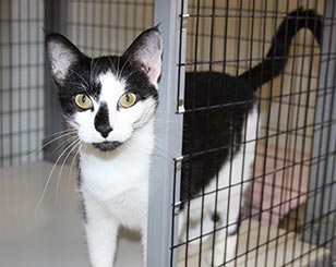 Fascinating Facts About Cats