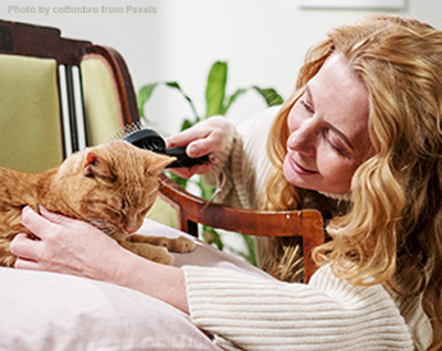 Ginger cat sitting on a chair being brushed by a lady.