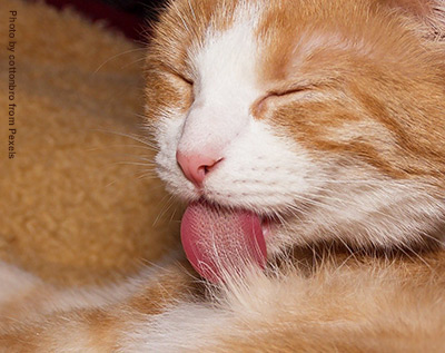 Ginger and white cat with toungue sticking out washing themselves.