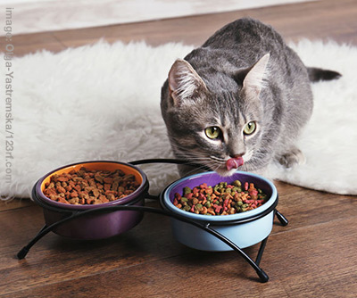 Cat eating from elevated food bowls.
