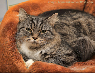 Long haired cat laying in a comfortable bed.