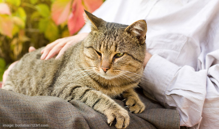Tabby cat laying on the lap of someone sitting down.