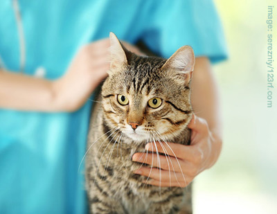Tabby cat being examined by a vet.