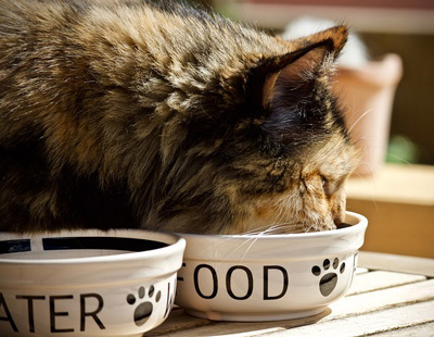 Cat food and water bowl Tortoiseshell cat eating from a bowl marked food and with a bowl marked water nearby.