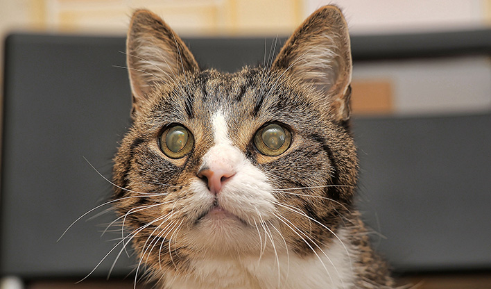 Tabby and white cat with cloudy eyes, looking off to the side of the camera.