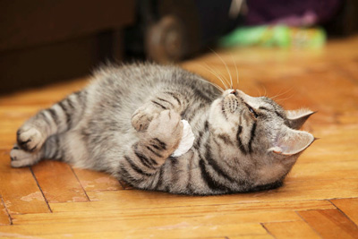 Cat playing with toy Blind cat laying on their back, playing with toy