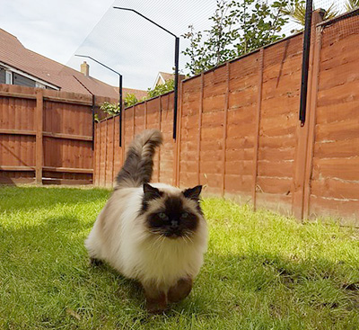 Fuffy cat in a garden surrounded by boundary fencing with cat proofing on each fence panel.